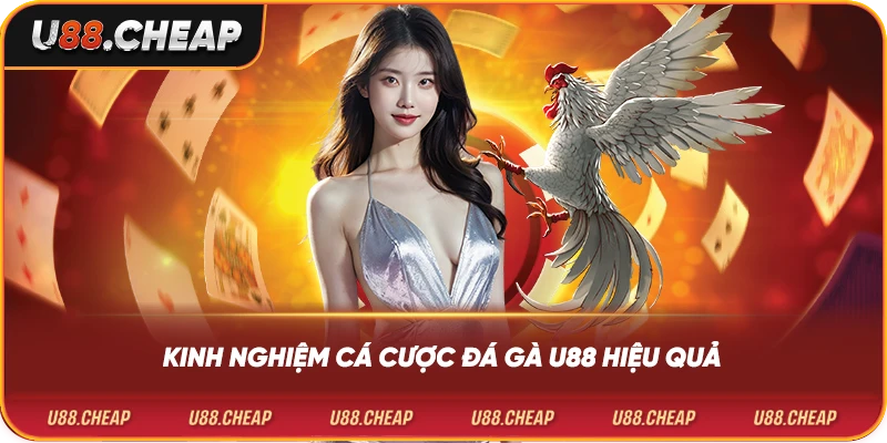 Kinh nghiệm cá cược đá gà u88 hiệu quả
